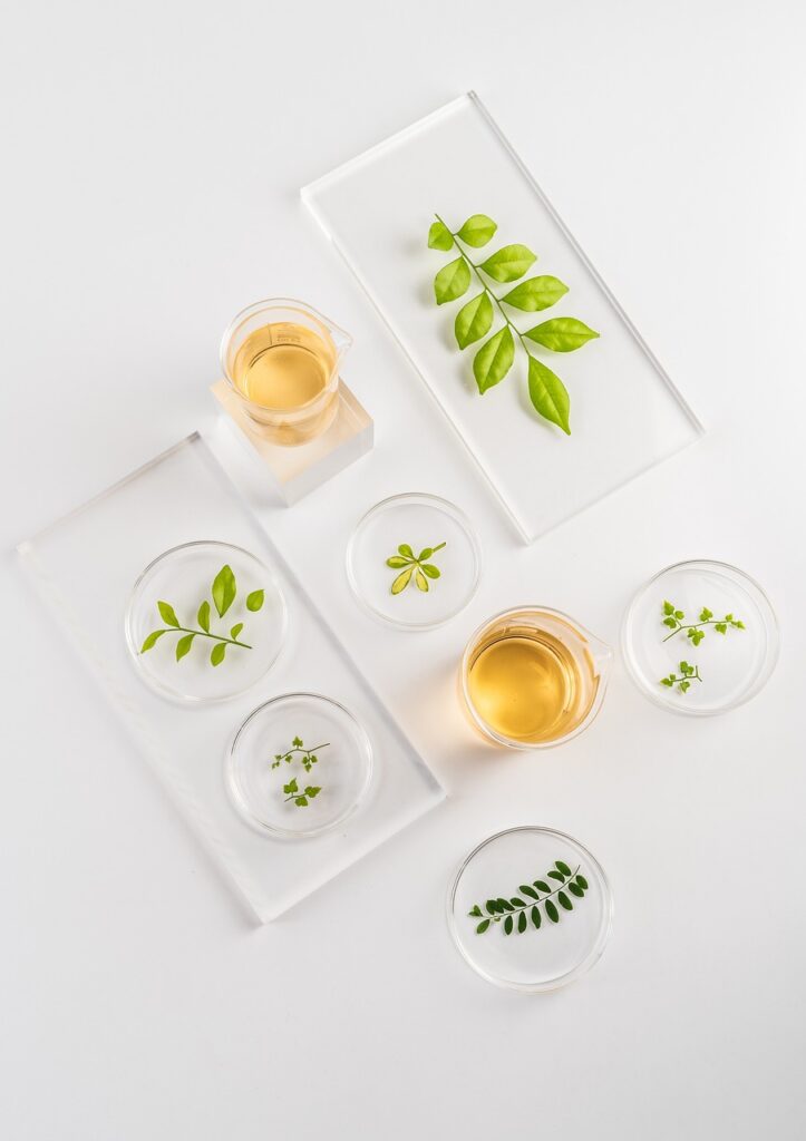 oil, medicinal, healthy, herbs, nature, plant, organic